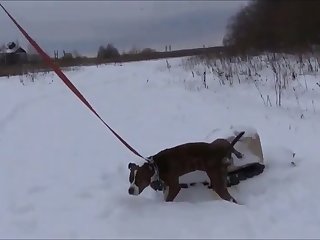 Dog Porn Snow - Nadya 1640