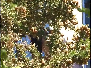 Nearly At The Same Time Neighbour Pulled His Dripping Cock From Her Asshole