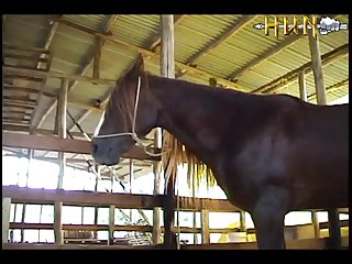 Massaging His Balls. His Gamey Animal Smell Filled Her