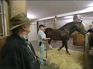 Hkm Horse Mating Low