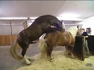 Hkm Horse Mating Low