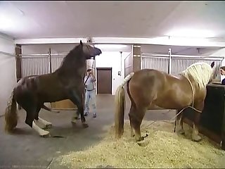 Hkm Horse Mating Low