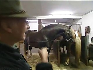 Hkm Horse Mating Low