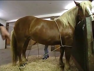 Hkm Horse Mating Low