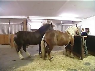 Hkm Horse Mating Low