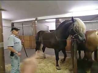 Hkm Horse Mating Low