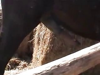 Suzy Spark Horse Dream