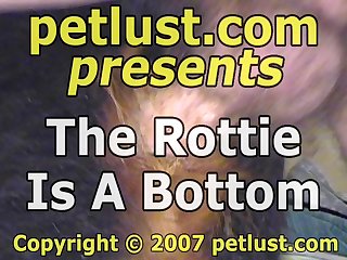 The Rottie Is A Bottom Pc137 Petlust