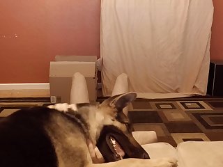 Sensitive Shepherd.mov