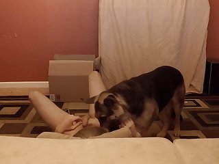 Sensitive Shepherd.mov