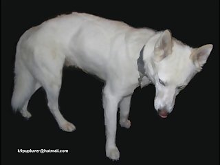 Fun With The White Dog Part 1.wmv