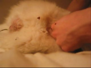Fun With The White Dog Part 1.wmv