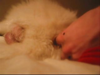Fun With The White Dog Part 1.wmv