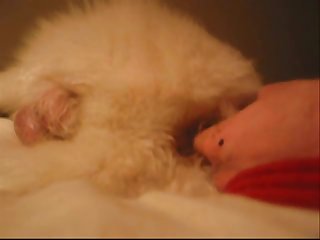 Fun With The White Dog Part 1.wmv