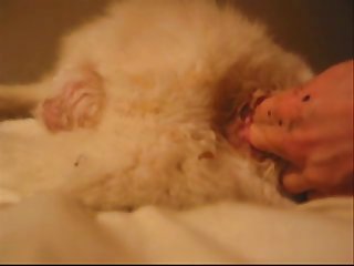 Fun With The White Dog Part 1.wmv