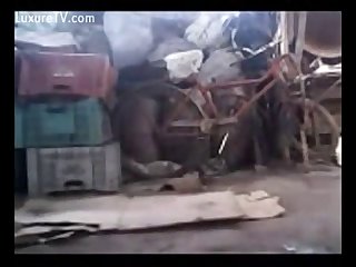 Man And Dog Play Involves A Variety Of Positions