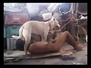 Man And Dog Play Involves A Variety Of Positions