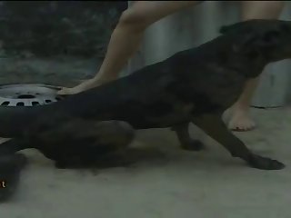 Dog Dicks