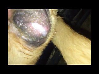 Dog Porn Art