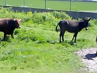 Booty And The Beast Nude