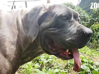 Bestiality Jav Porn