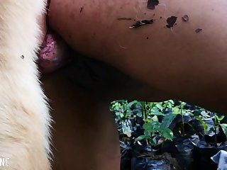 Bestiality Dirty Talk Porn