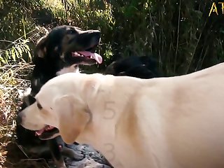 Porn Zoo Rape Bestiality Force Bound