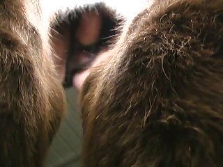 Public Animal Porn