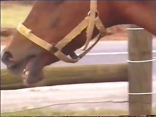 Girl Humps Stuffed Animal Porn