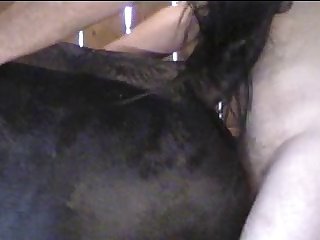 Man Fucking A Animal Porn