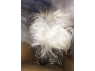 Animal Action Porn