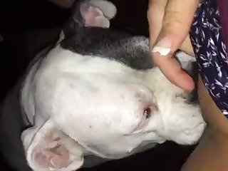 Animal Porn Scat
