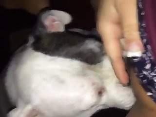 Animal Porn Scat