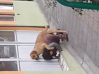 Animal Crossing Porn Video Meme
