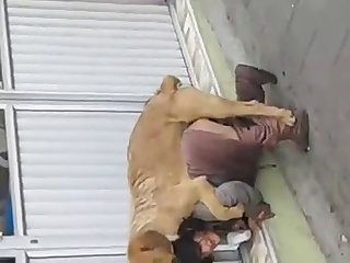 Animal Crossing Porn Video Meme