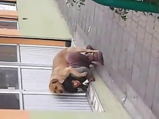 Animal Crossing Porn Video Meme