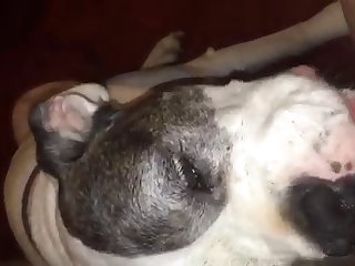 Animal Crossing Egyptian Cat Ankha Porn