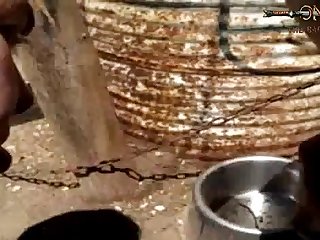 Masturbando Cachorro Zoofilia