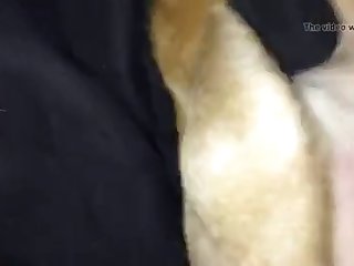 Videos Zoofilia Hombre