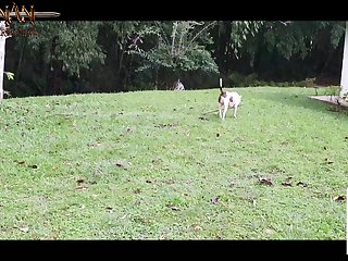 Porno Zoofilia Pitbull