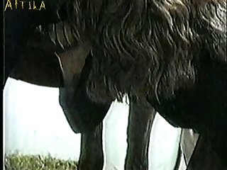Zoofilia Portugues