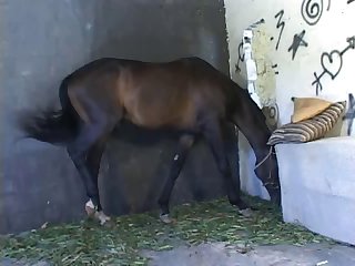 Zoofilia Caballo Gif
