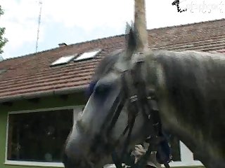 Zoofilia Con Perros Dotados