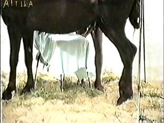 Zoofilia Llama