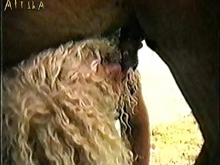 Zoofilia Em Portugal