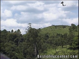 Zoofilia Em Quadrinhos