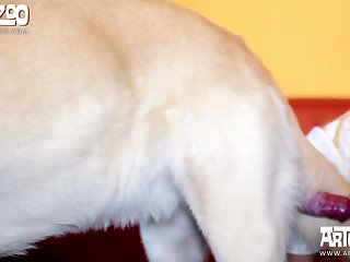 Sex Animal Zoofilia