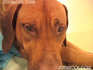 Videos De Xxx De Zoofilia