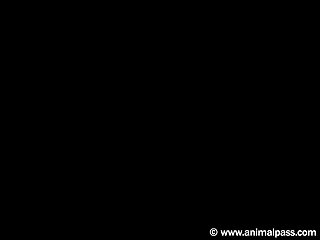 Xvideos Zoofilia Egua
