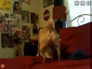 Porno Gay Zoofilia Perro